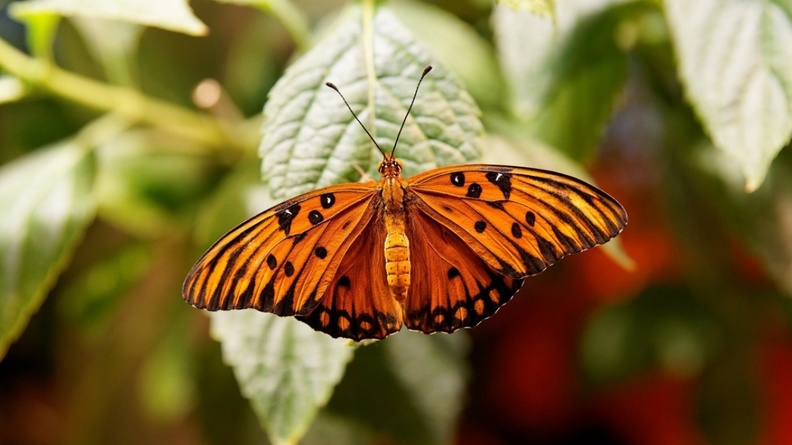 1872130-1365x768-Orange-Butterfly-Wallpaper